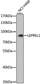 LEPREL1 Antibody