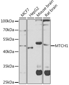 MTCH1 Antibody
