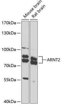 ARNT2 Antibody