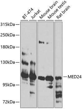 MED24 Antibody