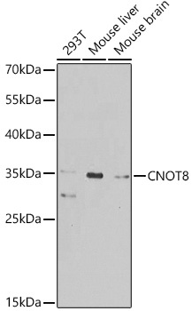 CNOT8 Antibody