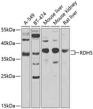 RDH5 Antibody