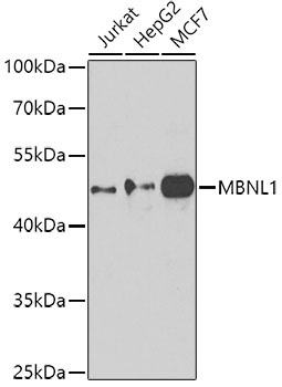 MBNL1 Antibody