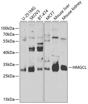 HMGCL Antibody