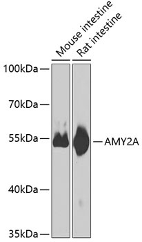 AMY2A Antibody
