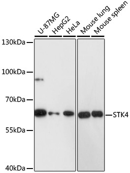 STK4 Antibody