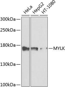 MYLK Antibody