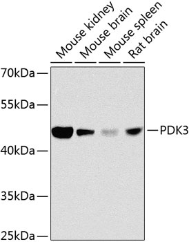 PDK3 Antibody