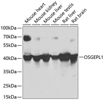 OSGEPL1 Antibody