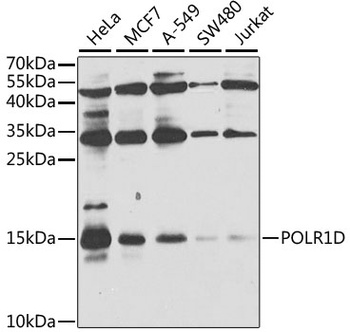 POLR1D Antibody