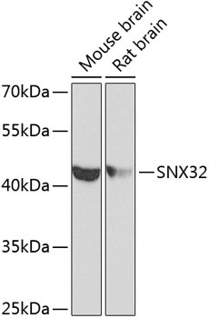SNX32 Antibody