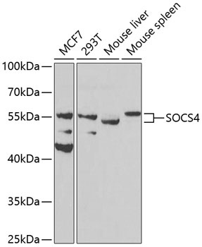 SOCS4 Antibody