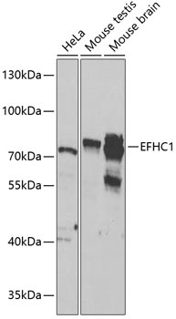 EFHC1 Antibody