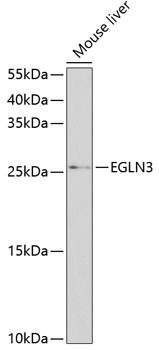 EGLN3 Antibody