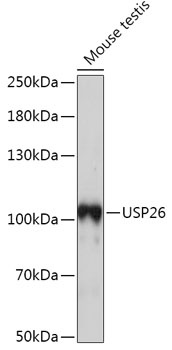 USP26 Antibody
