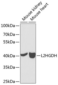 L2HGDH Antibody