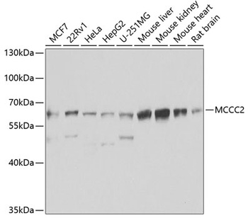 MCCC2 Antibody