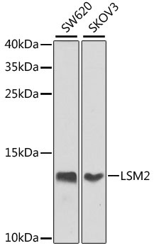 LSM2 Antibody