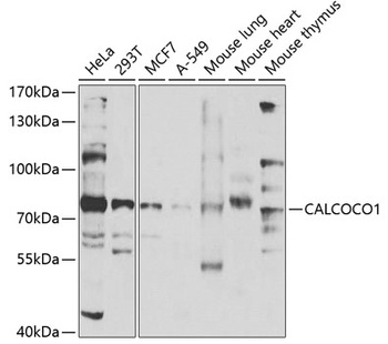 CALCOCO1 Antibody