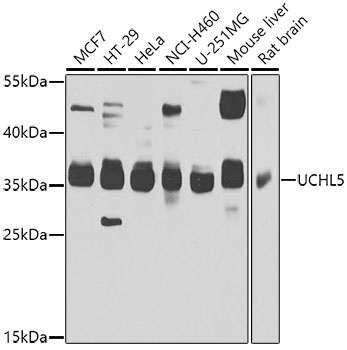 UCHL5 Antibody