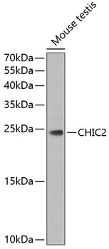 CHIC2 Antibody