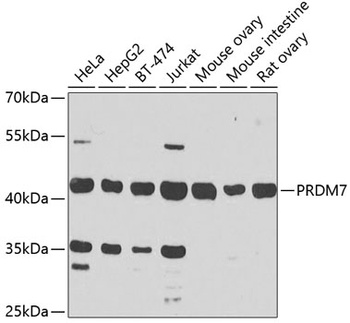 PRDM7 Antibody