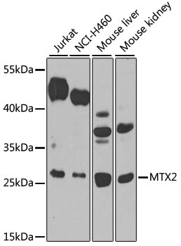 MTX2 Antibody