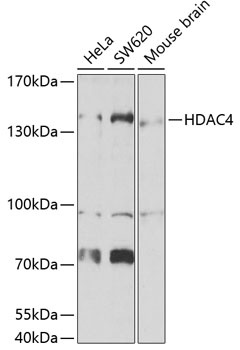 HDAC4 Antibody