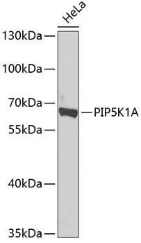 PIP5K1A Antibody