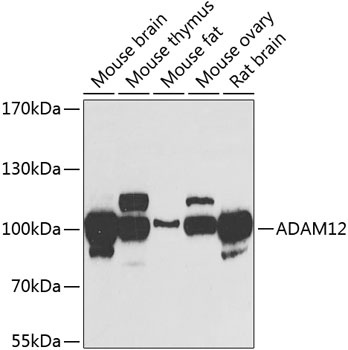 ADAM12 Antibody
