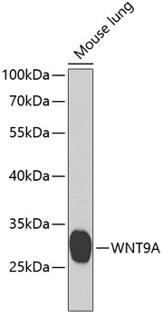 WNT9A Antibody