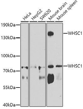 WHSC1 Antibody