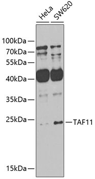TAF11 Antibody