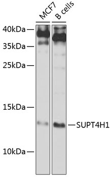 SUPT4H1 Antibody