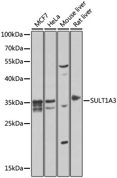 SULT1A3 Antibody
