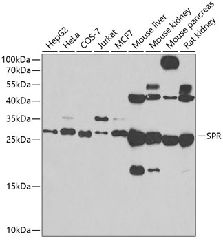 SPR Antibody