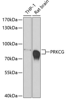 PRKCG Antibody