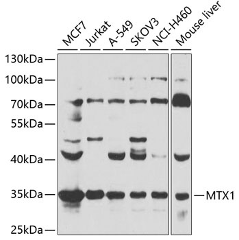MTX1 Antibody