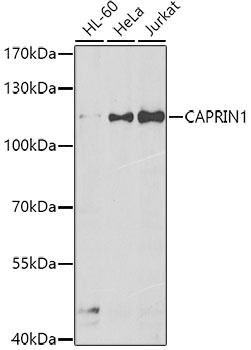CAPRIN1 Antibody