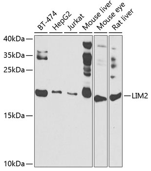 LIM2 Antibody