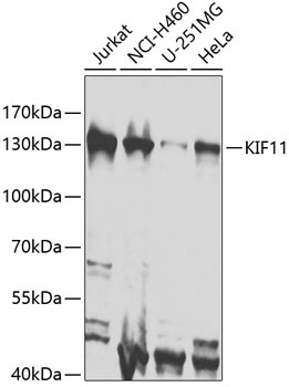 KIF11 Antibody