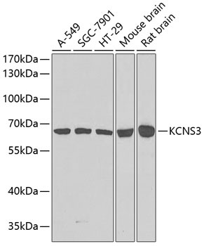 KCNS3 Antibody