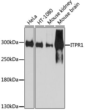 ITPR1 Antibody