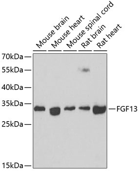 FGF13 Antibody