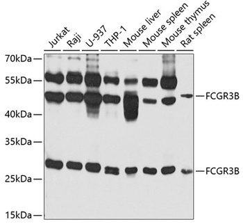 FCGR3B Antibody