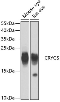 CRYGS Antibody