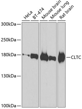 CLTC Antibody