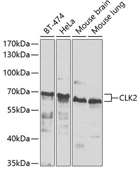 CLK2 Antibody