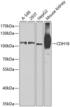 CDH16 Antibody