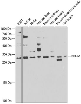 BPGM Antibody